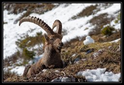 faune de nos montagnes 8